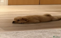 Chow Chow dogs for sale: Nova  - Image 3
