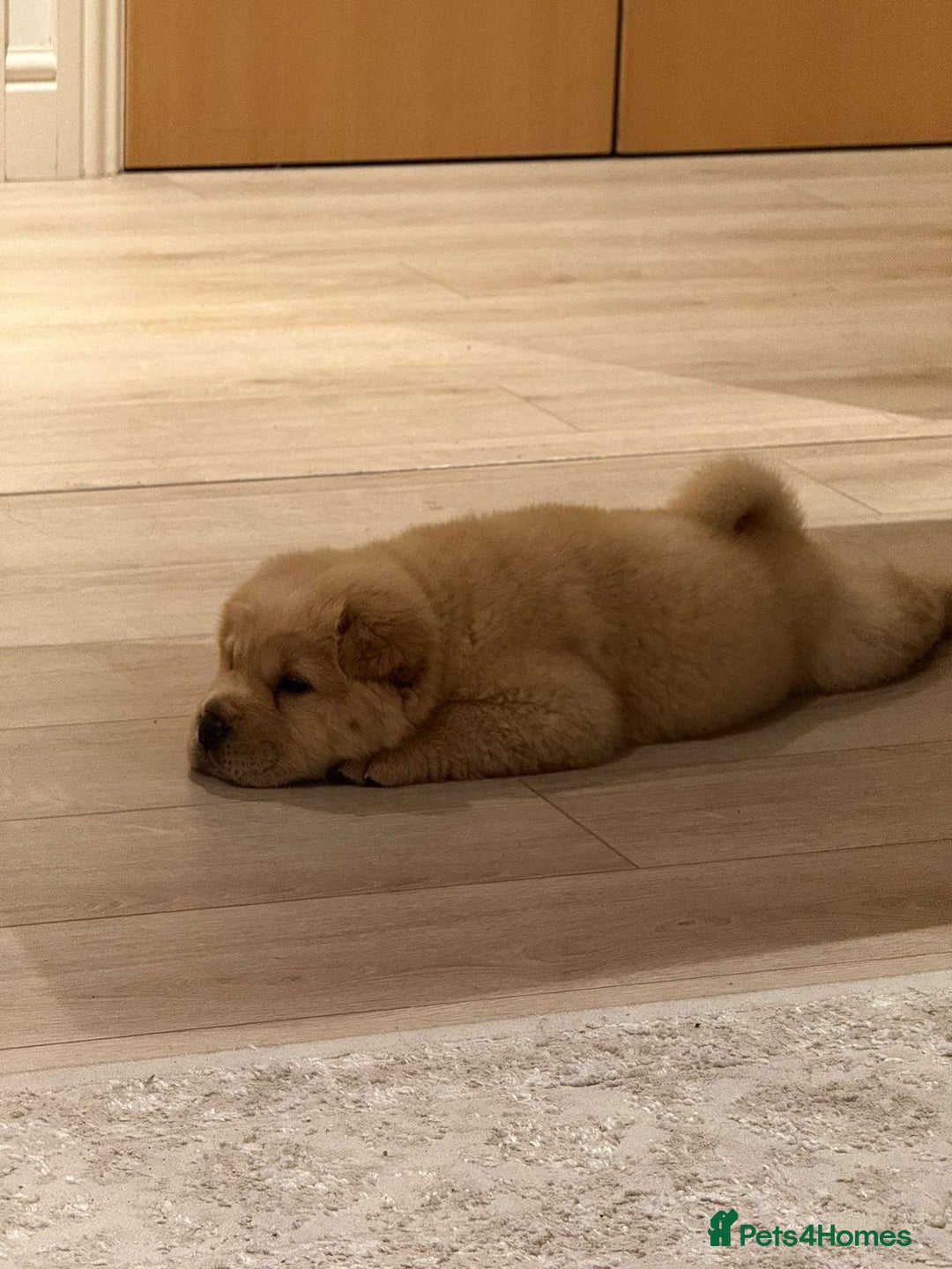 Chow Chow dogs for sale: Nova  - Image 3