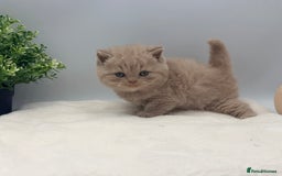 British Shorthair cats for sale: PEDIGREE REGISTERED CHUNKY BRITISH SHORTHAIRS  - Image 16