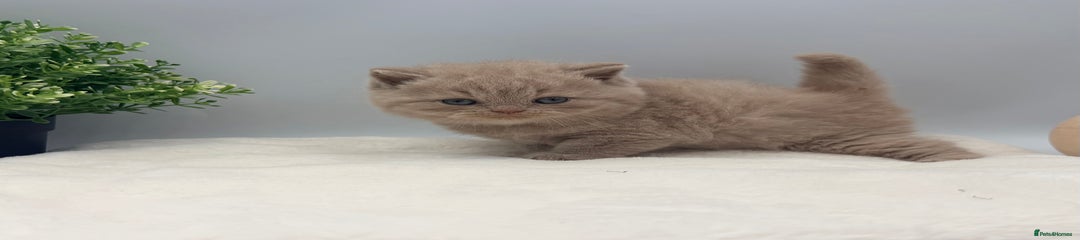 British Shorthair Fawn male