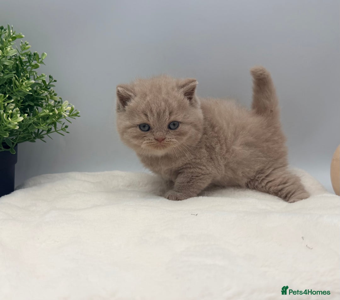 British Shorthair cats for sale: PEDIGREE REGISTERED CHUNKY BRITISH SHORTHAIRS  - Image 16