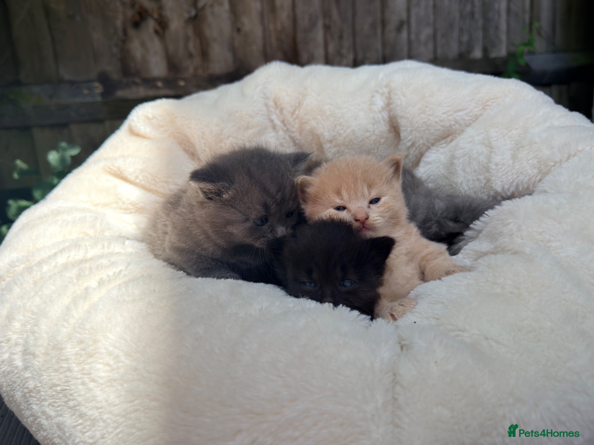 Mixed Breed cats British shorthair ragdoll mix  - Advert 17