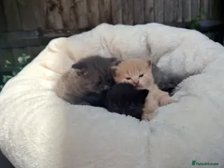Mixed Breed cats British shorthair ragdoll mix - Advert 1