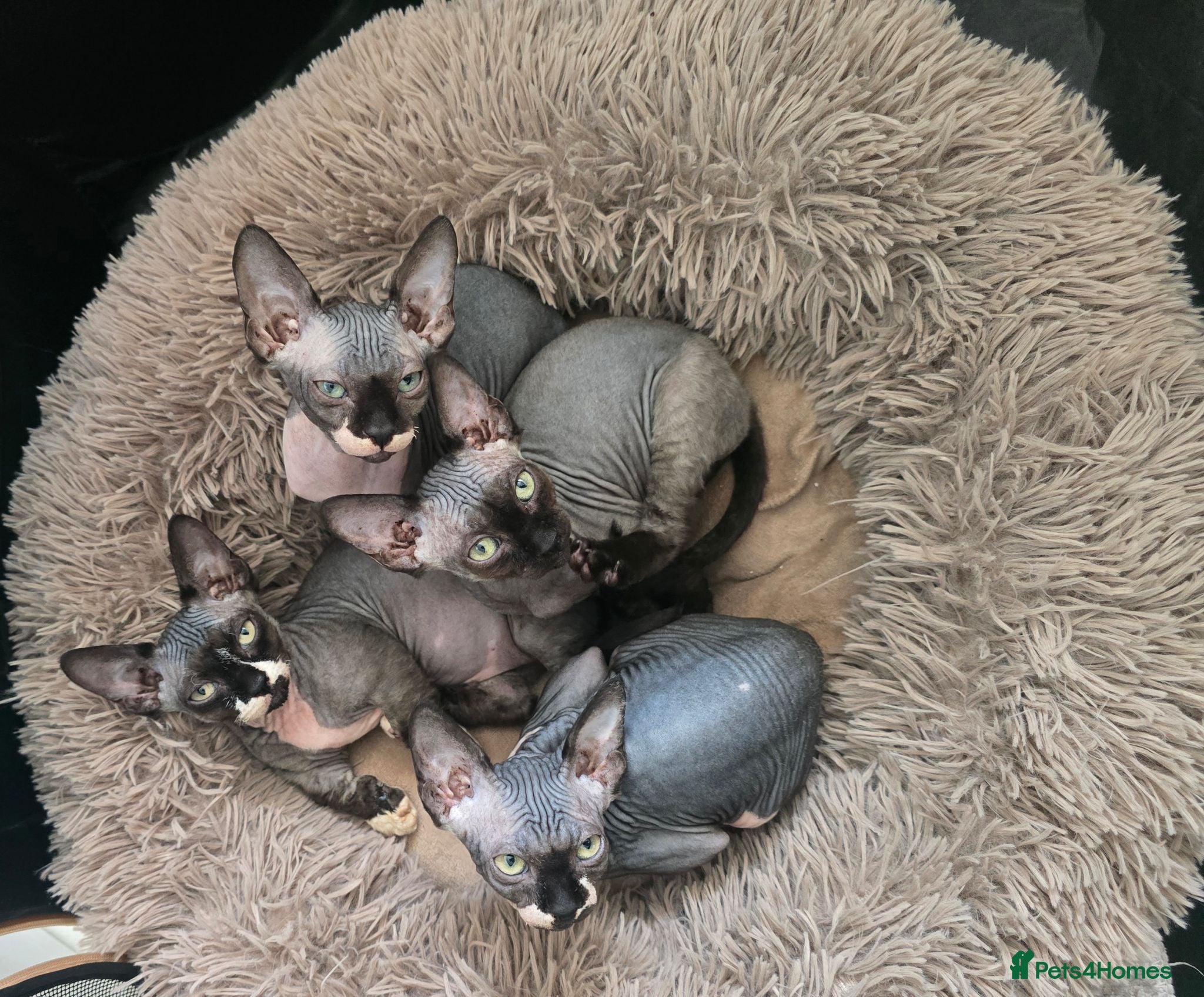 Sphynx cats Ready Sphynx Kittens Looking for Their Forever 🏰 - Advert 21