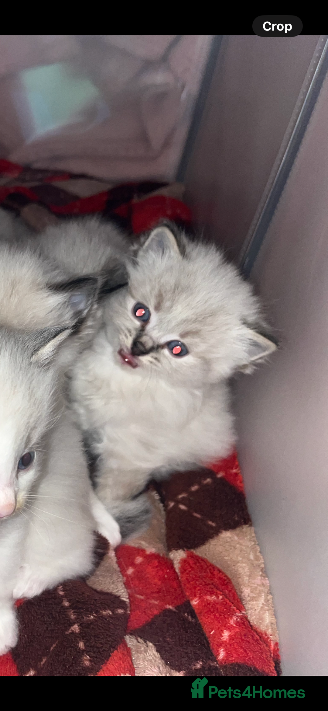 Ragdoll cats for sale: Beautiful Ragdoll kittens - Advert 10