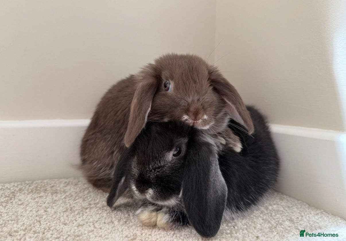 Mini Lop rabbits 2 mini lop sisters - Advert 1