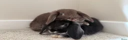 Mini Lop rabbits for sale: 2 mini lop sisters in Telford - Advert 1
