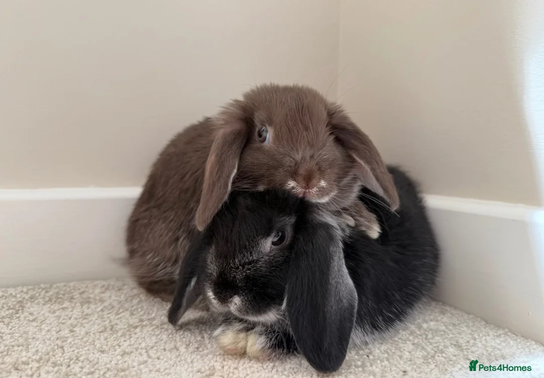 Mini Lop rabbits for sale: 2 mini lop sisters in Telford - Advert 1