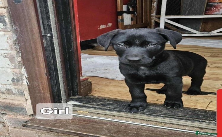 Mixed Breed dogs - Advert 2