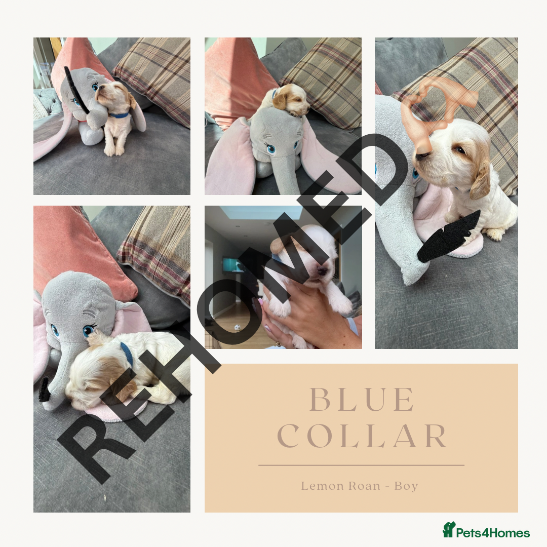 Cocker Spaniel dogs for sale: KC REG Showtype Cocker Spaniel LAST PUP ready 3/8 - Image 25