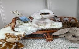 Miniature Dachshund dogs for sale: 𝕃𝕠𝕟𝕘 𝕙𝕒𝕚𝕣 𝕞𝕚𝕟𝕚 𝔻𝕒𝕔𝕙𝕤𝕙𝕦𝕟𝕕𝕤 - Image 11