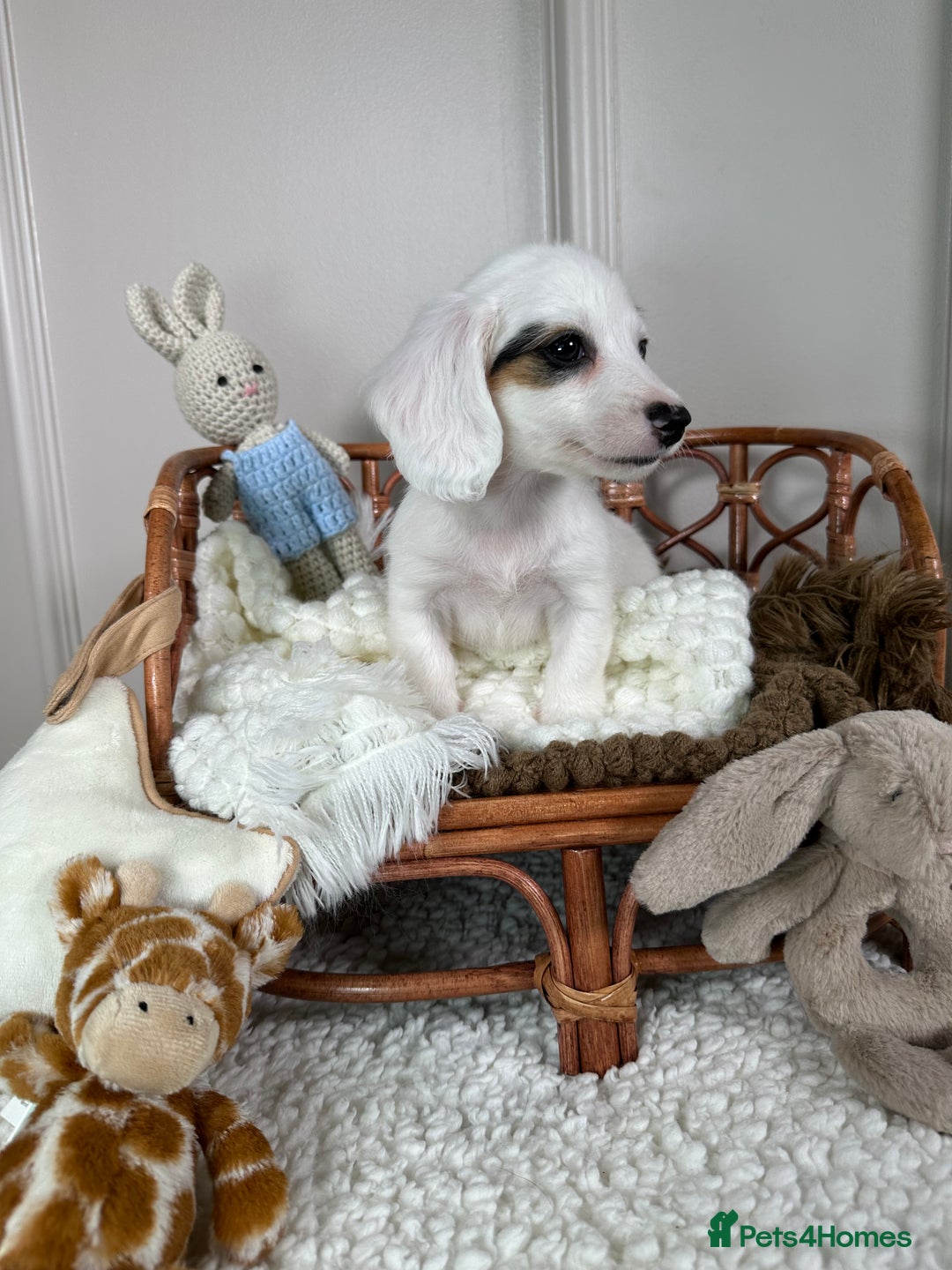 Miniature Dachshund dogs for sale: 𝕃𝕠𝕟𝕘 𝕙𝕒𝕚𝕣 𝕞𝕚𝕟𝕚 𝔻𝕒𝕔𝕙𝕤𝕙𝕦𝕟𝕕𝕤 - Image 11