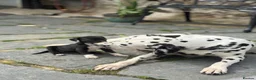 Welsh Collie dogs for sale: Adorable Welsh Collie x Dalmatian Puppies in Caernarfon - Advert 6