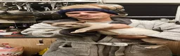 Bengal cats for sale: ❤️WE ARE SO FRIENDLY BEAUTIFUL CUDDLES ❤️ - Advert 5