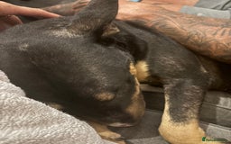 English Bull Terrier dogs for sale: Having to rehome my beloved ebt - Image 6