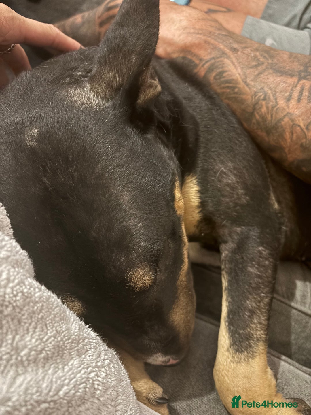 English Bull Terrier dogs for sale: Having to rehome my beloved ebt - Image 6