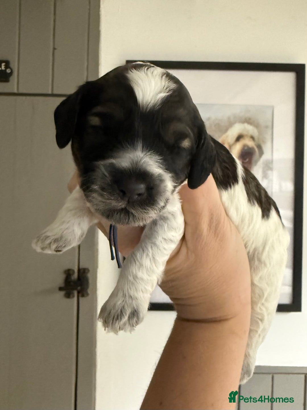 Mixed Breed dogs for sale: Miniature Parti Schnockerpoo Puppies  - Advert 9