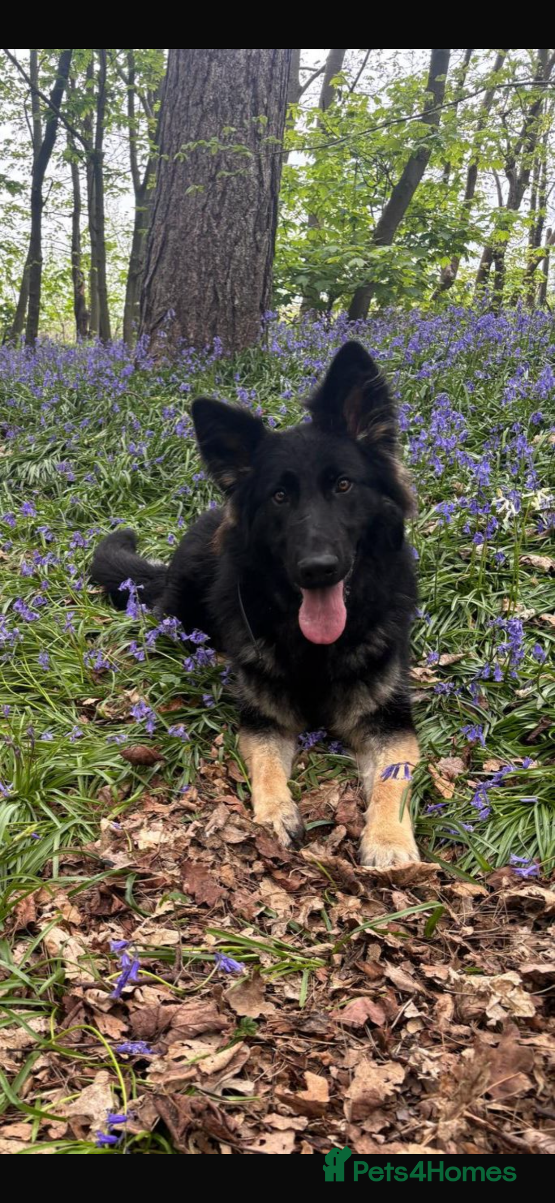 German Shepherd dogs for sale: female working line german shepherd  - Advert 1