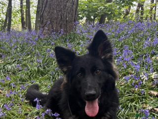 German Shepherd dogs female working line german shepherd - Advert 1