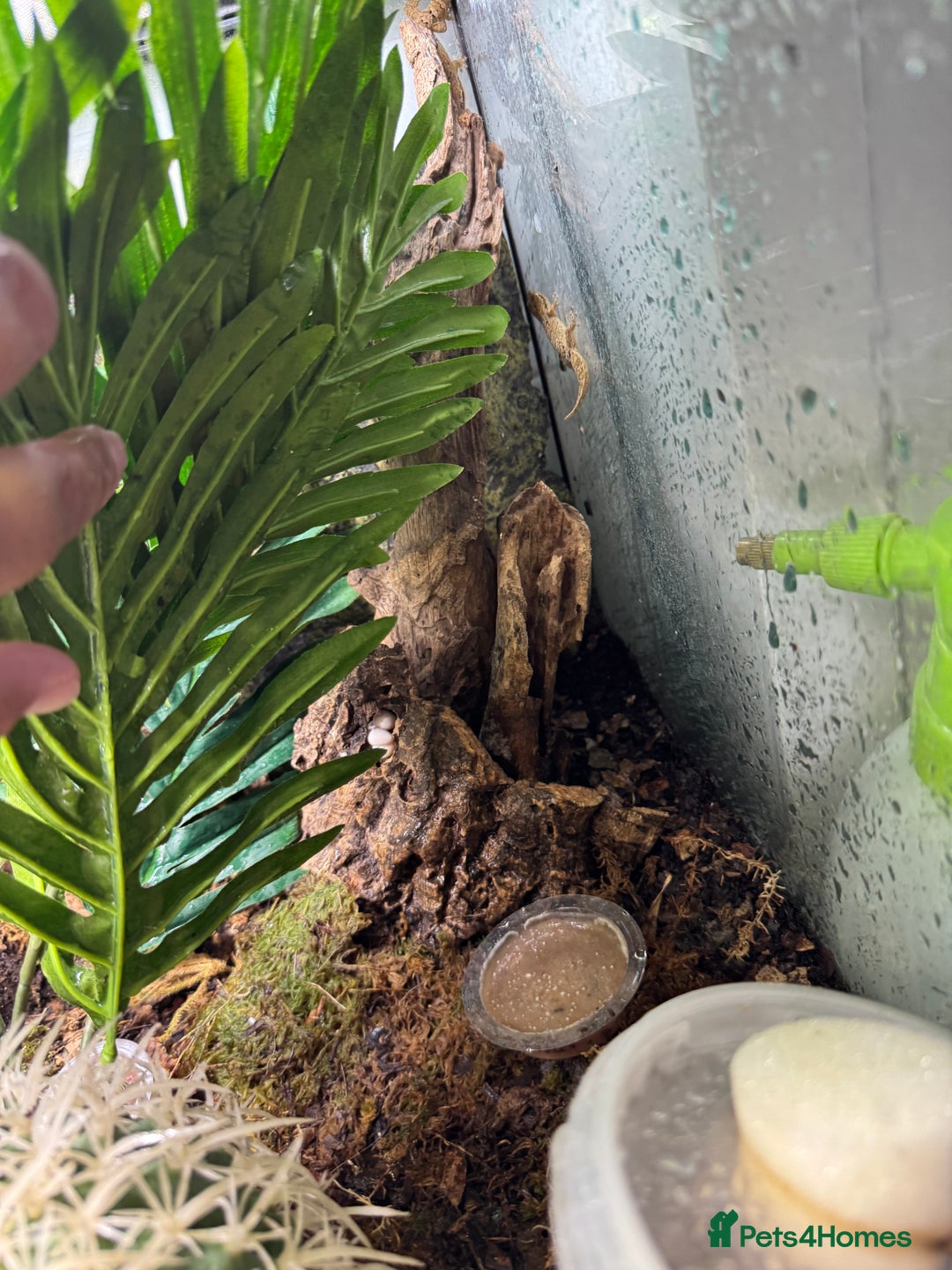 Gecko reptiles for sale: Mourning geckos and eggs and enclose  - Image 7