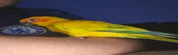 Conures birds for sale: Beautiful Sun Conure with Large Cage & Accessories - Advert 4