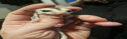 Sugar Glider rodents for sale: 5 sugar gliders - Advert 2