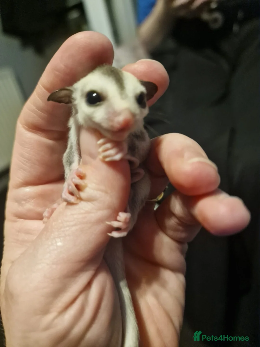 Sugar Glider rodents for sale: 5 sugar gliders - Advert 2