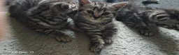 Scottish Fold cats for sale: Scottish Fold ×  Shorthair Silver Tabby Mix Kitten - Advert 6