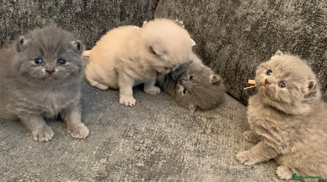 British Shorthair cats for sale: British blue shorthair kittens  - Image 9