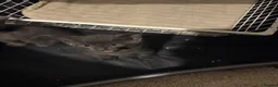 Korat cats for sale: Kittens - Advert 20