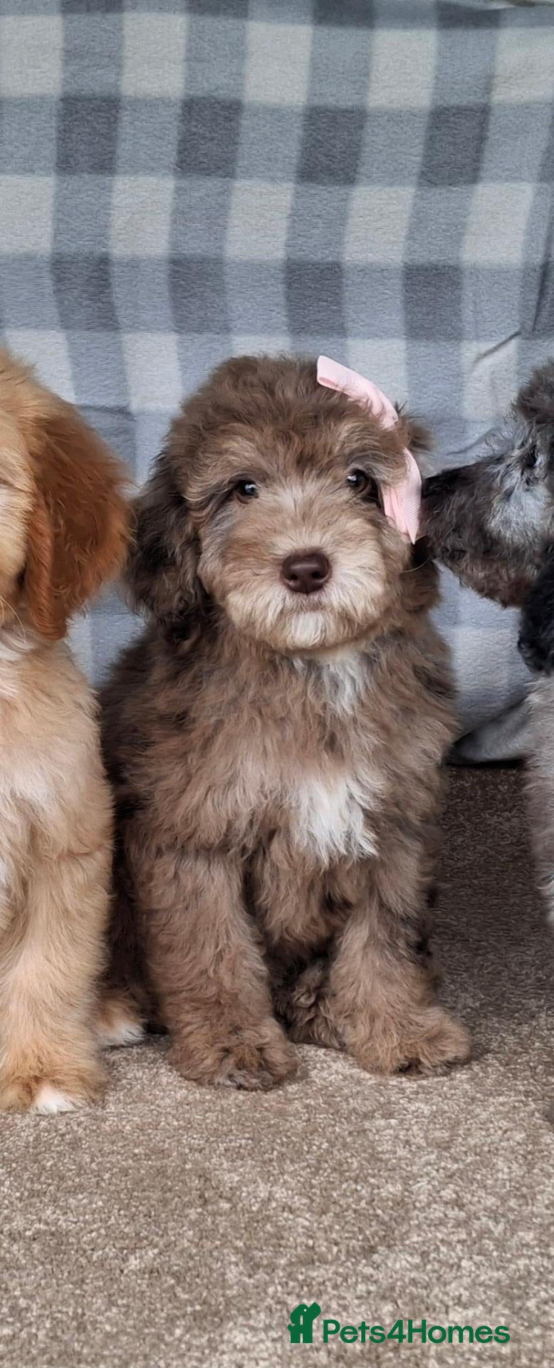 Cockapoo dogs Fully vaccinated cockapoos. - Advert 1