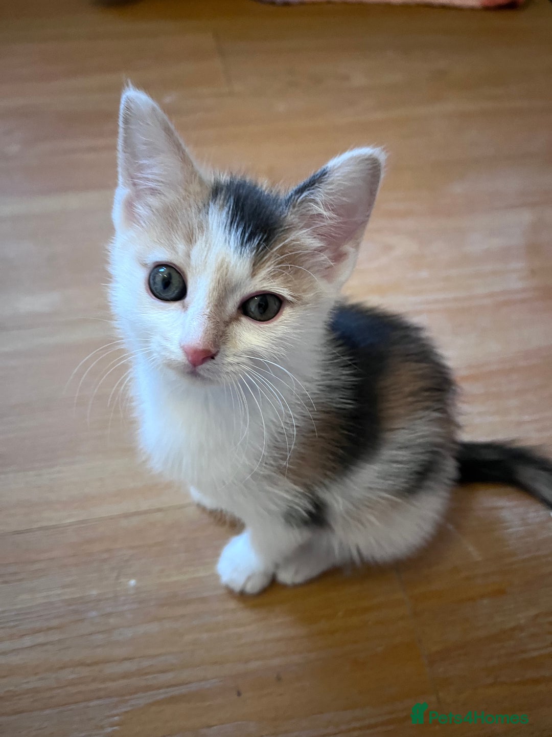 Mixed Breed cats for sale: Beautiful friendly kittens  - Advert 7