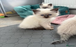 Ragdoll cats for sale: GCCF Registered seal point kittens - Image 5