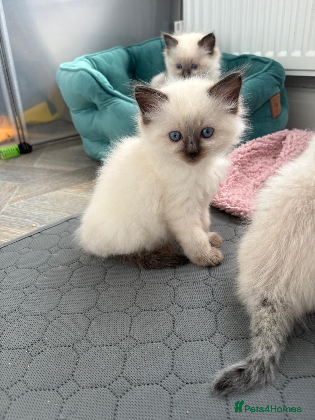 Ragdoll cats for sale: GCCF Registered seal point kittens - Image 5