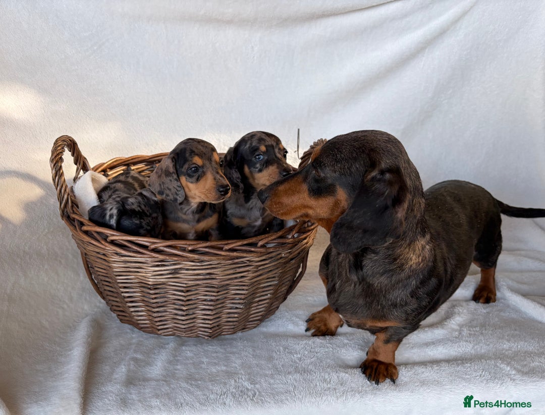 Miniature Dachshund dogs for sale: Miniature Dachshund Puppies - Image 6