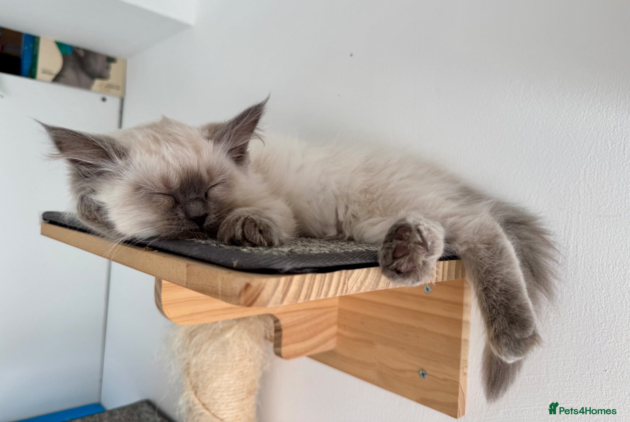 Ragdoll cats Blue point girl available - Advert 2