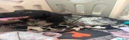 English Springer Spaniel dogs for sale: Springer spaniel puppies - Advert 2