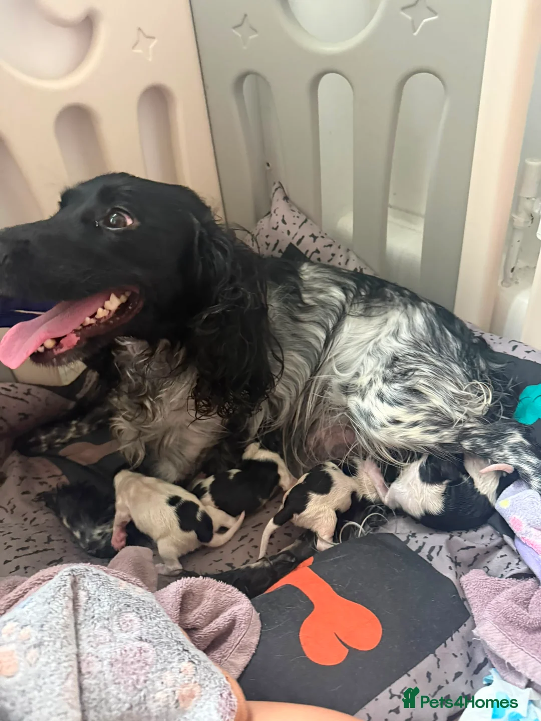 English Springer Spaniel dogs for sale: Springer spaniel puppies - Advert 2