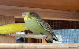 Budgerigars birds for sale: Baby budgies 8 weeks  - Image 7