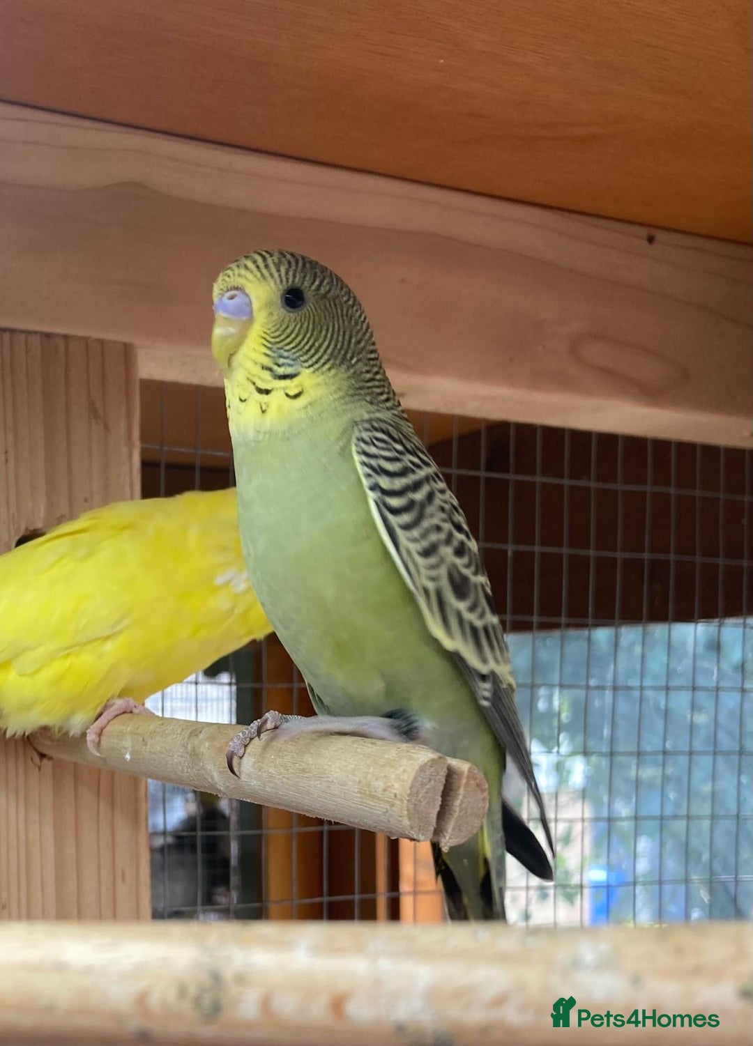 Budgerigars birds for sale: Baby budgies 8 weeks  - Image 7