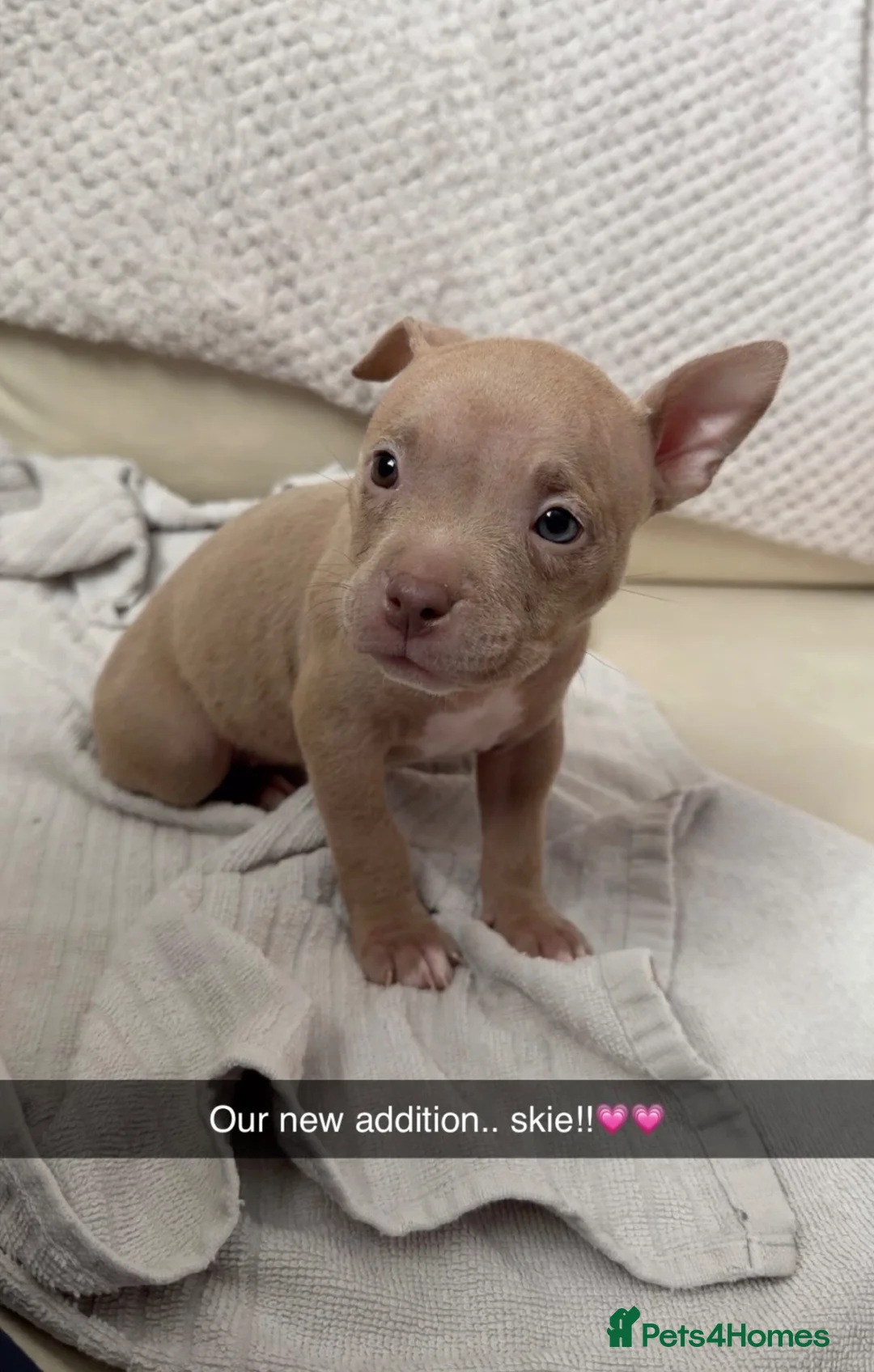 American Bulldog dogs for sale: American pocket bulldog female  - Advert 2