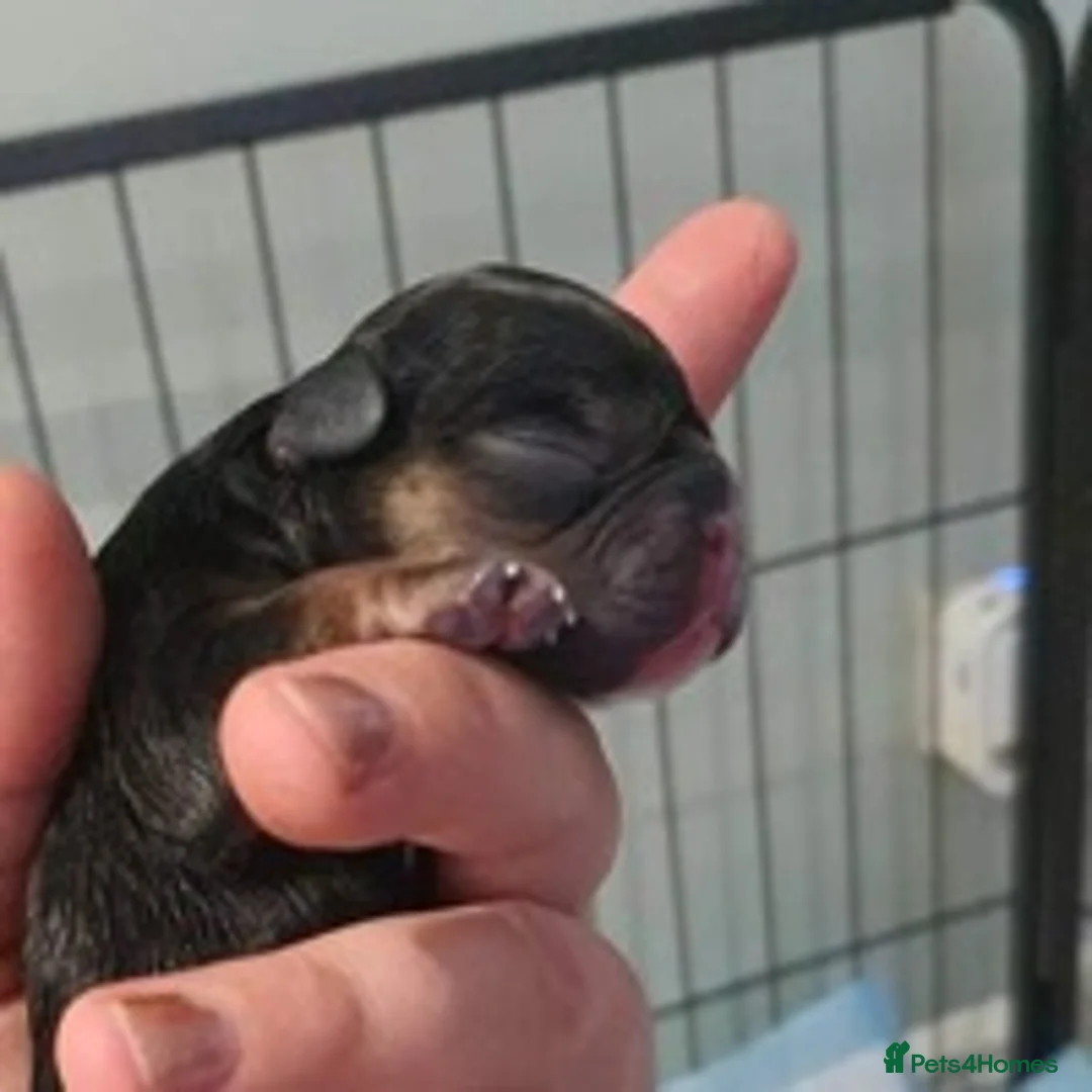 French Bulldog dogs for stud: BRUCE blue and tan french bulldog in Sheffield - Advert 12