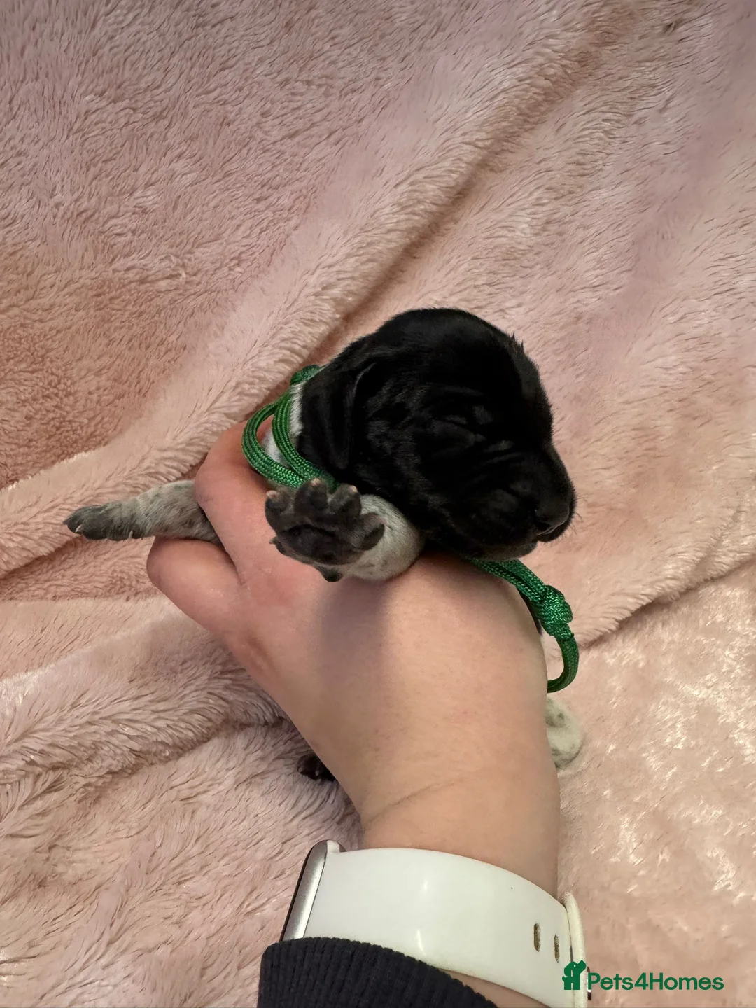 German Shorthaired Pointer dogs for sale: Gorgeous Green Short Haired Pups - Serbian Blood - Advert 8