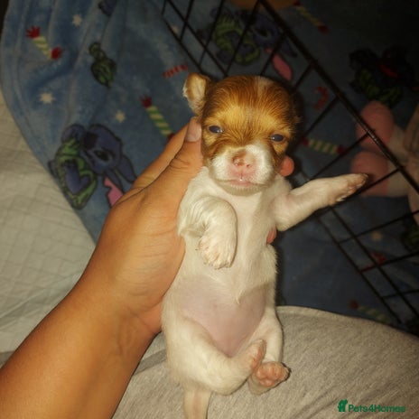 Mixed Breed dogs in Northampton - Advert 4