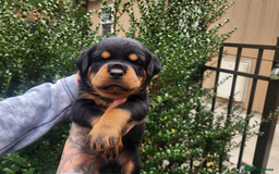 Rottweiler dogs for sale: German Rottweiler Pups For Sale - Image 7