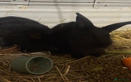 Mini Lion Lop rabbits for sale: lionlop baby bunny’s  - Image 19