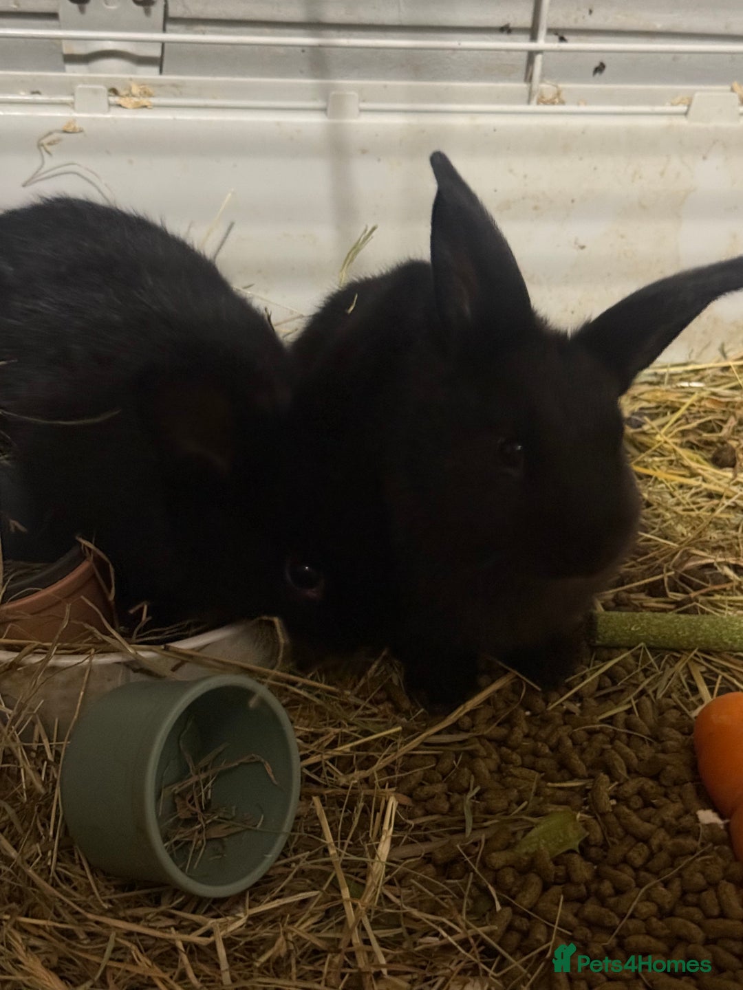 Mini Lion Lop rabbits for sale: lionlop baby bunny’s  - Image 19