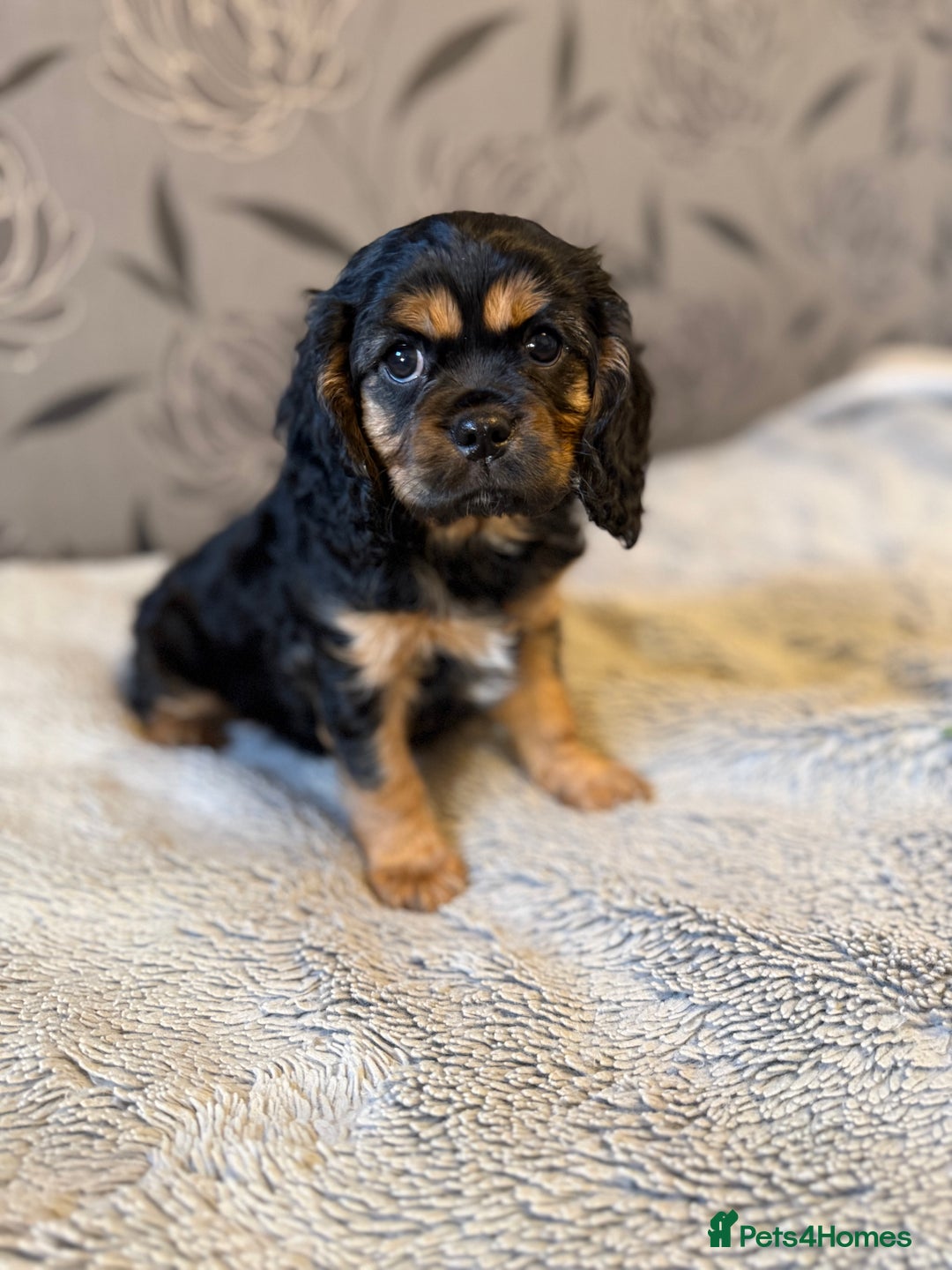 Cavalier King Charles Spaniel dogs for sale: Cavalier King Charles Spaniel - Advert 17