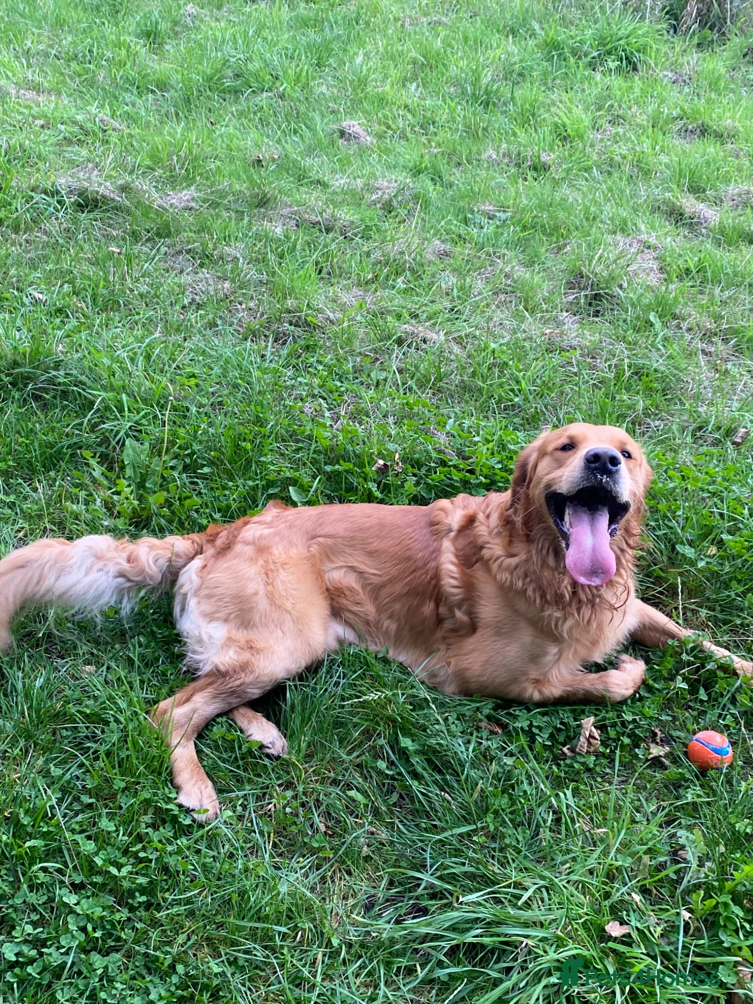 Golden Retriever dogs KCReg Proven Gorgeous Golden Retriever  - Advert 2