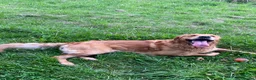 Golden Retriever dogs for stud: KCReg Proven Gorgeous Golden Retriever  - Advert 2